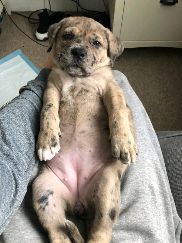 blue merle cane corso